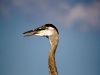 blue-grey-heron