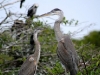blue-grey-heron