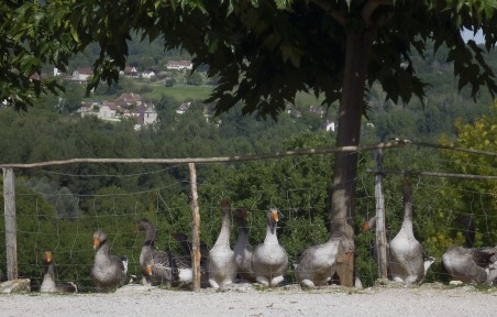Dordogne geese France @GingerandNutmeg