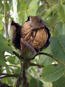Dordogne walnuts @GingerandNutmeg