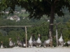 Dordogne-geese