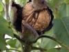 Dordogne walnuts