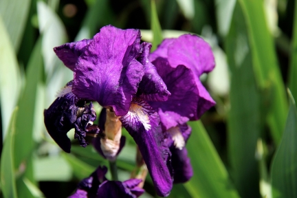 Iris