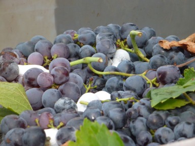 Grapes at Harvest