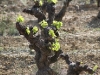 Vineyard first leaves in April