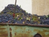 Grapes at Harvest