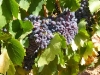Vines in August