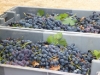 Grapes at Harvest