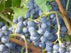 Vines in August