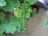 June-grapes
