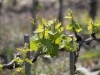 Tuscany Vines in April