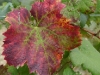 Vines in September