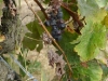 Vines in September