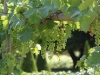 Vines in July, Val Joanis