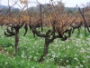 Vines in the fall