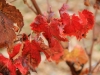 Vines in the fall