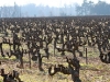 Vines in January