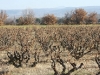 Vines in January