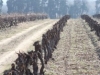 Vines in January