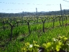 Vineyard first leaves in April