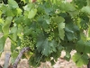 Vines in June