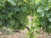 Vines in June