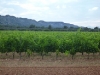Vines in June