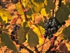 October-grapes