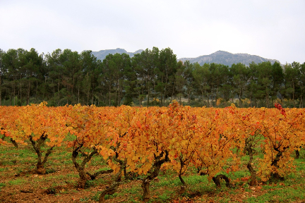 Vines in the fall @GingerandNutmeg #Provence