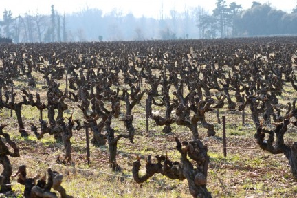 Vines in January