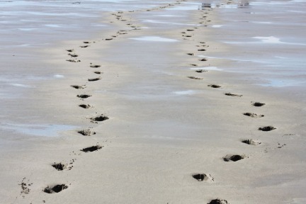 natural reserve of the Camargue