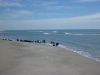 natural reserve of the Camargue