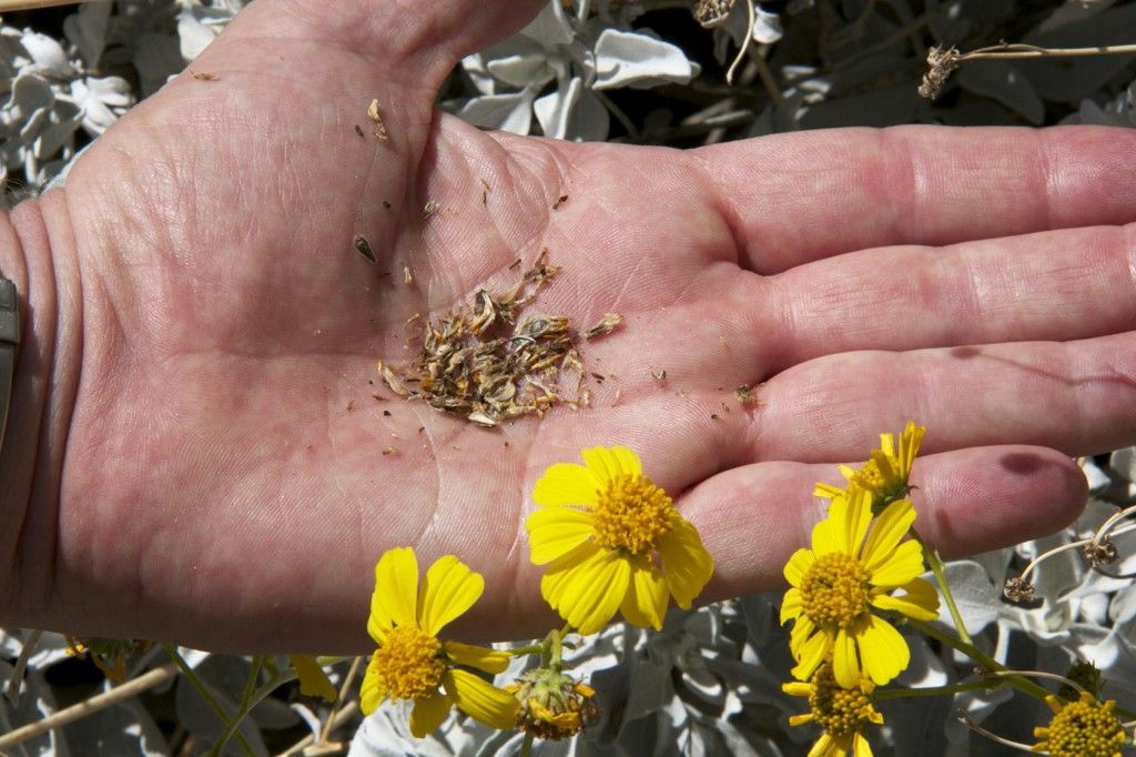 Brittlebush #DesertPlants #DesertTour Things to do in Palm Springs #PalmSprings