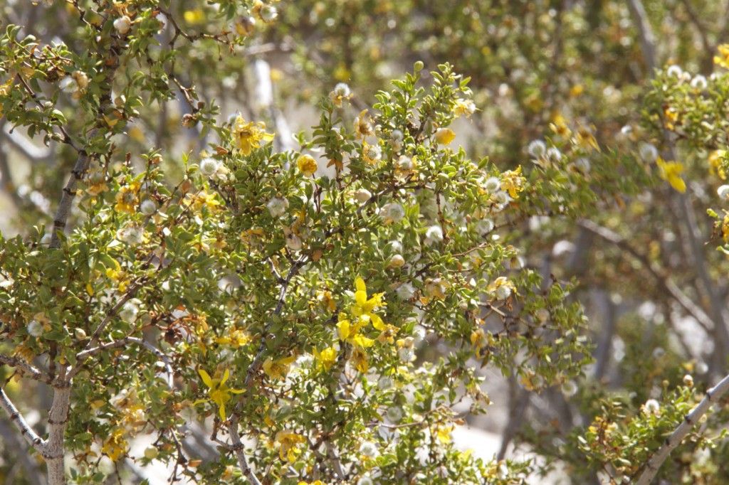 Creosote Bush #DesertPlants #DesertTour Things to do in Palm Springs #PalmSprings