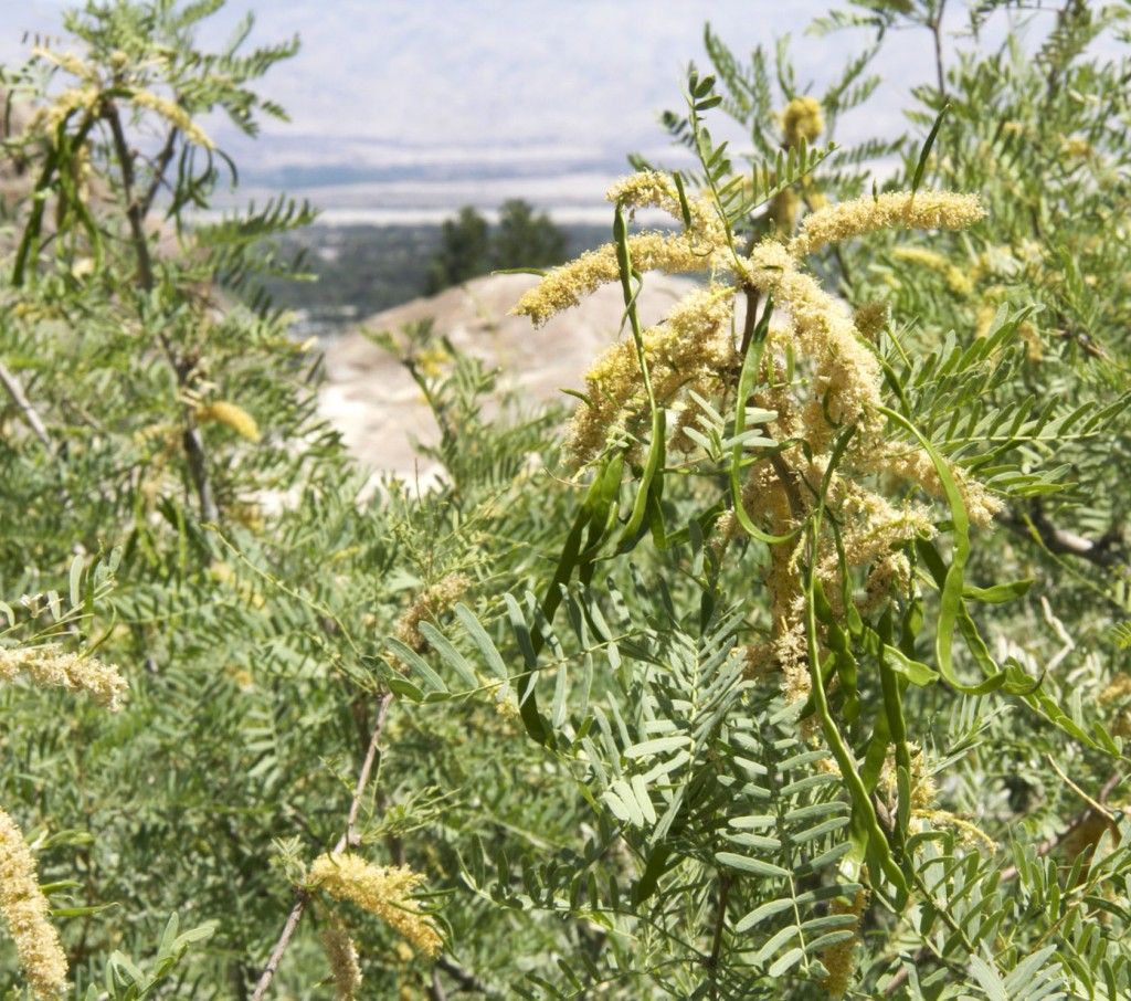 Mesquite Acacia