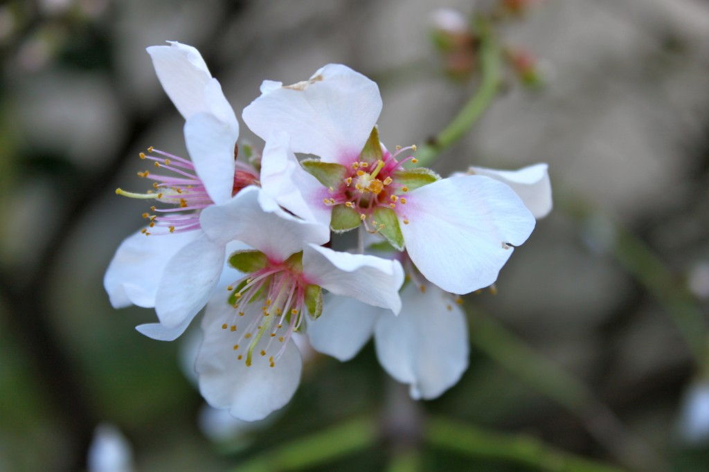 Almond Flowers in Provence #Almonds #Provence @GingerandNutmeg