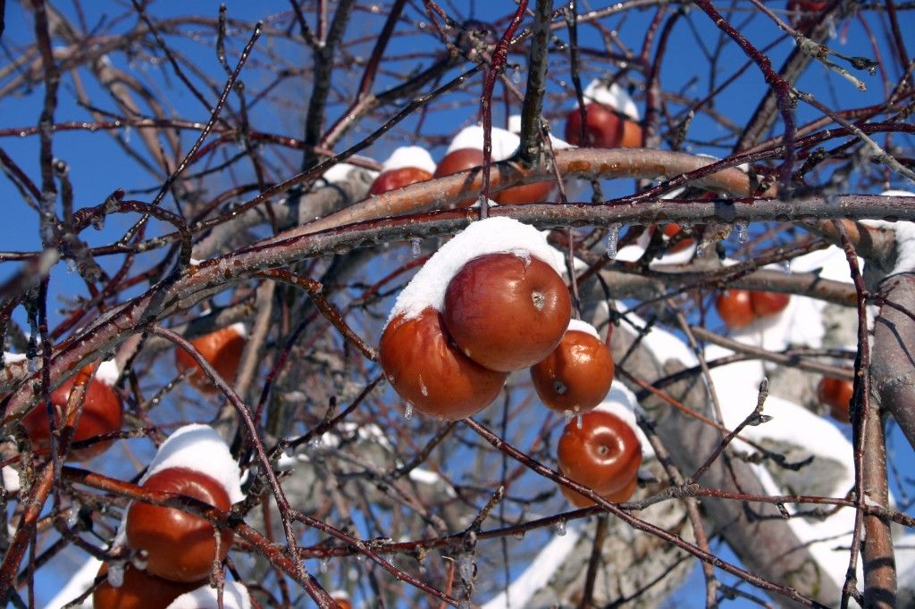 Frozen Apples @DomainePinnacle #DomainePinnacle