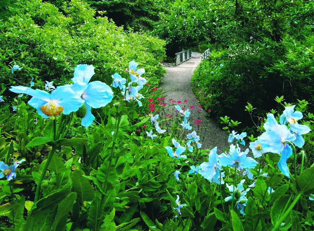 Blue Poppy Walk Jardins de Metis/Reford Gardens #JardinsdeMetis #RefordGardens © 2005, Louise Tanguay, Jardins de Métis/Reford Gardens