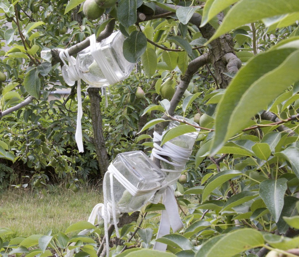 Manguin Pears  #ManguinDistillery #Provence #Avignon