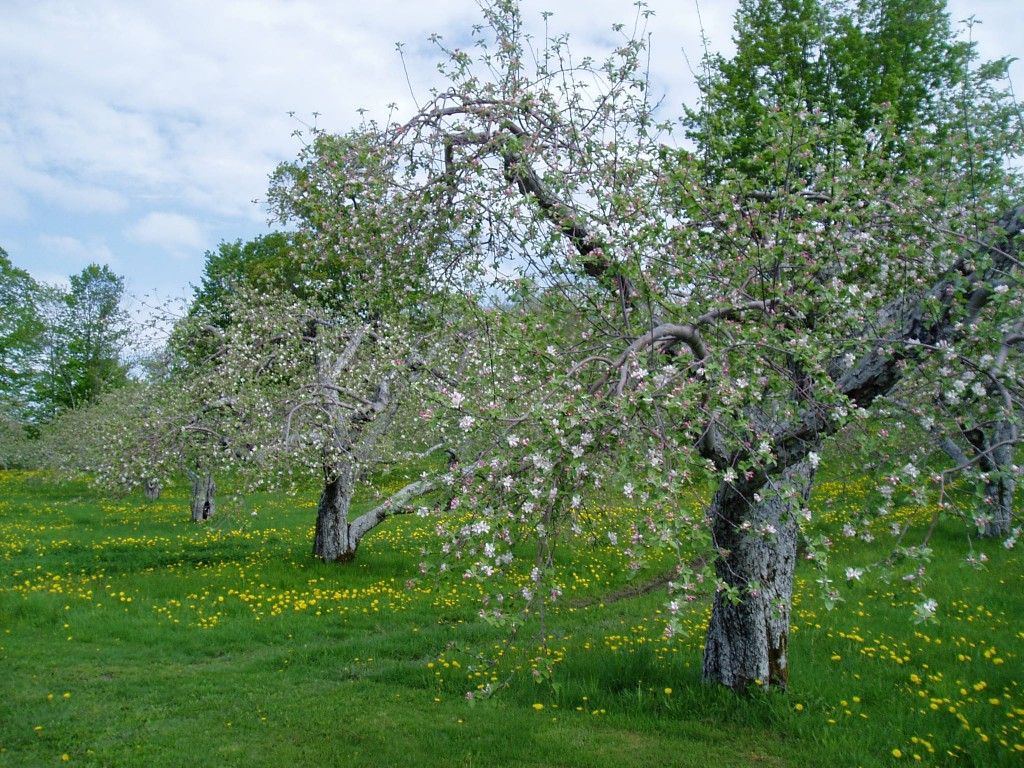 Domaine Pinnacle Apples Trees Flowersing #DomainePinnacle