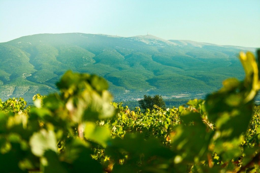 Mont Ventoux Chateau Pesquie #Provence #Vineyard #chateaupesquié  @fredchaudiere