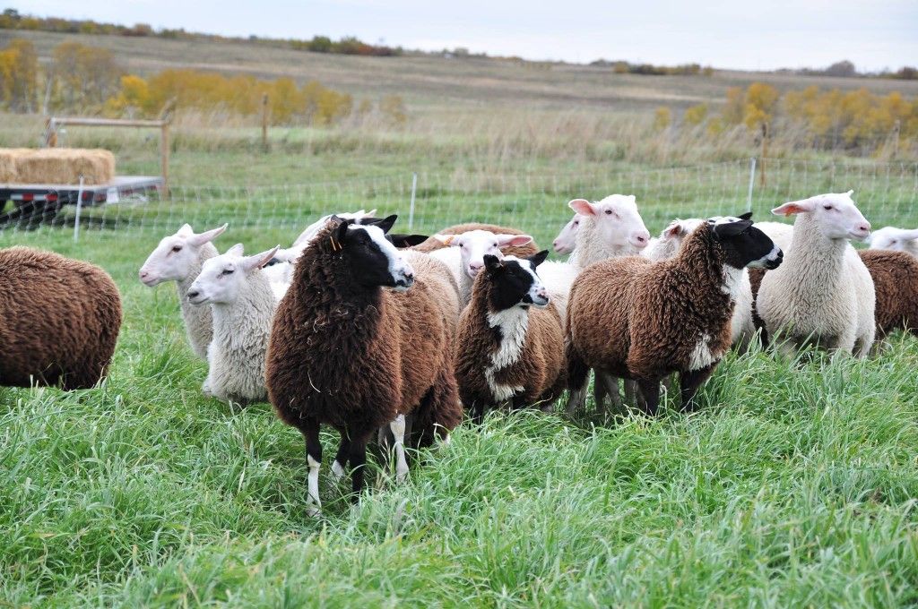 The Cheesiry #Alberta #Sheep #Cheese @TheCheesiry