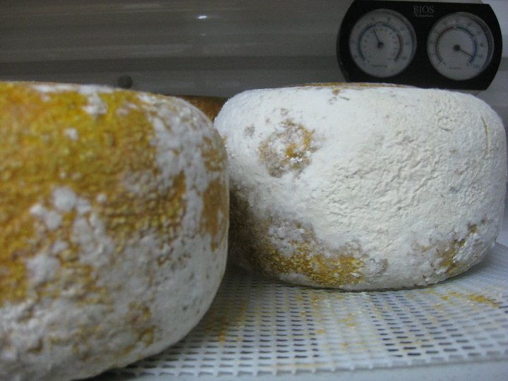 The Cheesiry #Alberta #Sheep #Cheese @TheCheesiry