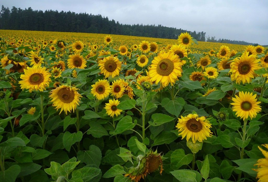 Sunflowers #Germany #RomanticRoad @GingerandNutmeg