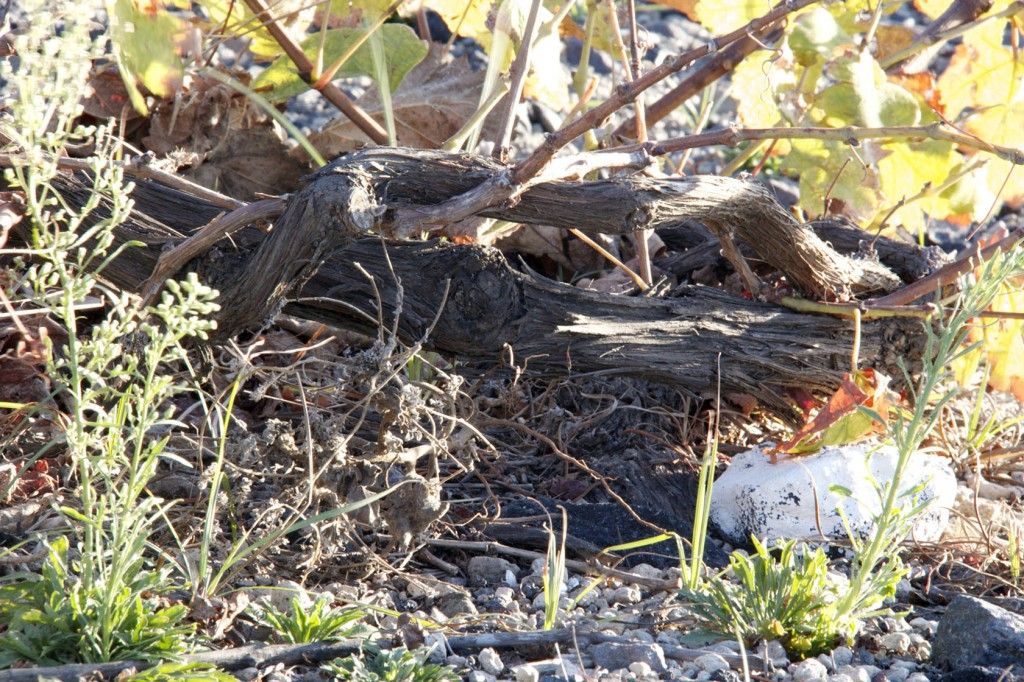 Basket grape vines #Greece #Santorini #GreekWines @GingerandNutmeg