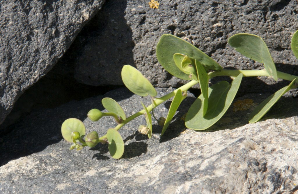 Caper Leaves #Santorini #Greece #GreekFood @GingerandNutmeg