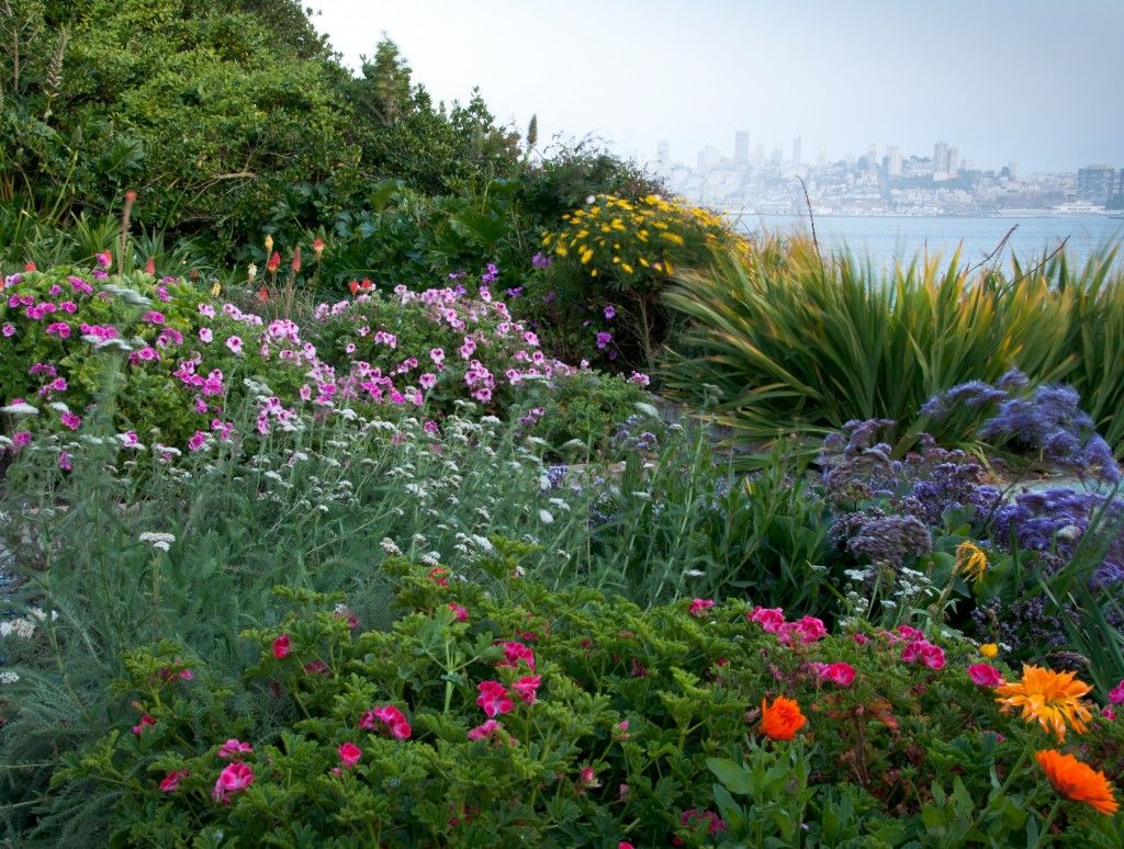 Gardens of Alcatraz #Alcatraz #Gardens #SanFrancisco