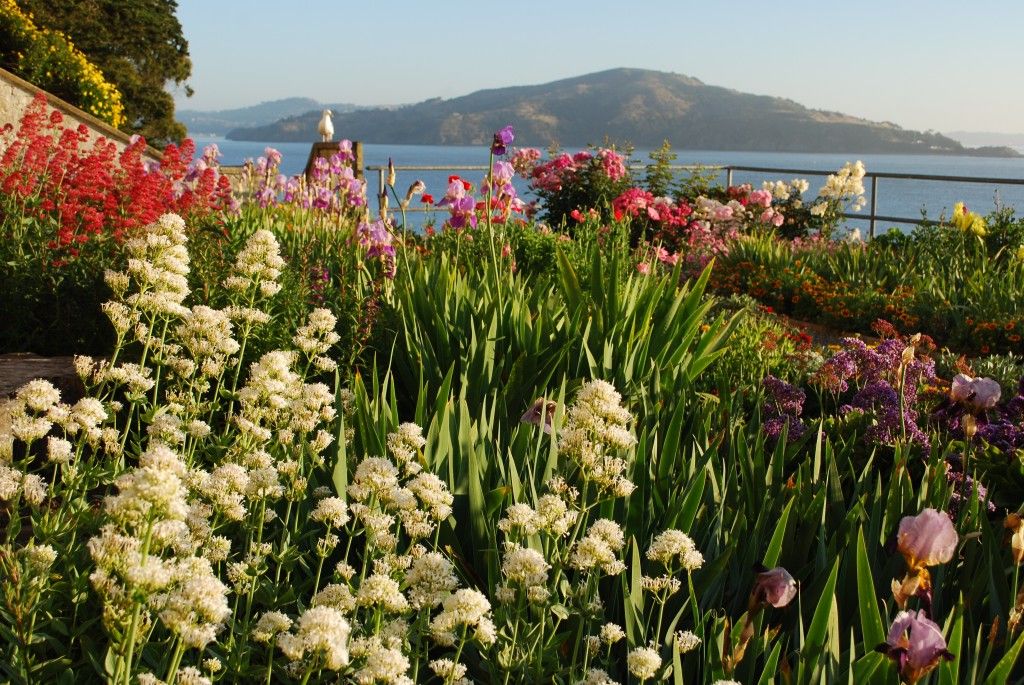 Gardens of Alcatraz #Alcatraz #Gardens #SanFrancisco