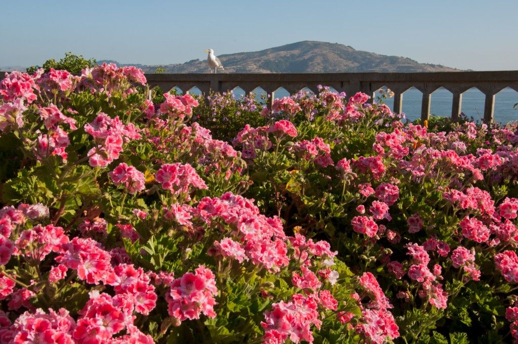 Gardens of Alcatraz #Alcatraz #Gardens #SanFrancisco Elizabeth Byers