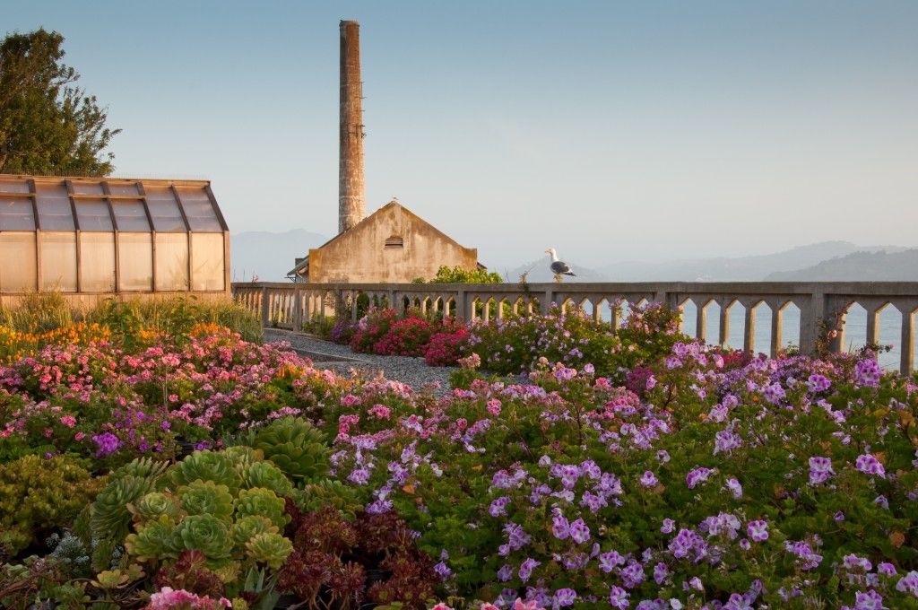 Gardens of Alcatraz #Alcatraz #Gardens #SanFrancisco